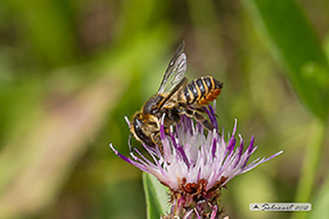 Megachile pilicrus