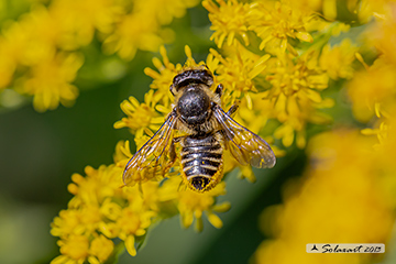 Megachile rotundata