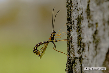 Megarhyssa sp