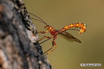 Megarhyssa vagatoria