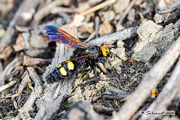 Megascolia Maculata Flavifrons