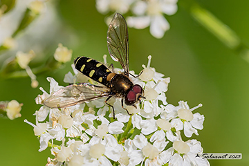 Diptera Syrphidae Melangyna sp.