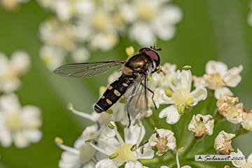 Diptera Syrphidae Melangyna umbellatarum