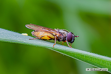 Diptera Syrphidae Melanostoma mellinum