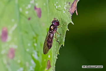 Diptera Syrphidae Melanostoma scalare