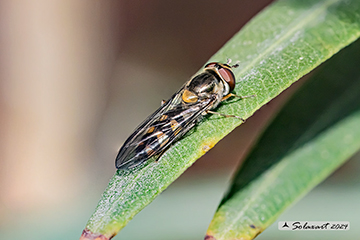 Diptera Syrphidae Meliscaeva auricollis