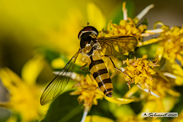 Diptera Syrphidae Meliscaeva cinctella
