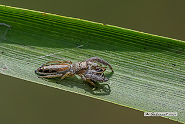 Mendoza canestrinii