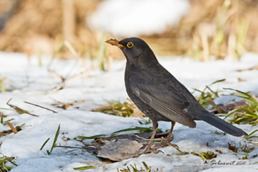 Common Blackbird, Merlo