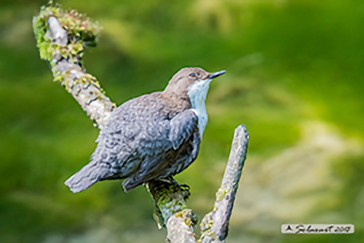 White-throated Dipper, Merlo_acquaiolo, Cinclus_cinclus