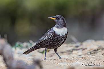 Merlo dal Collare (Turdus torquatus) 