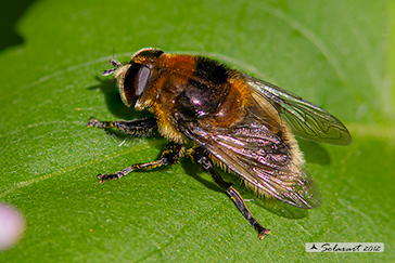 Merodon equestris