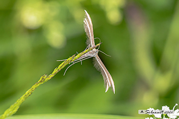 Merrifieldia malacodactylus