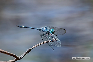 Micrathyria didyma