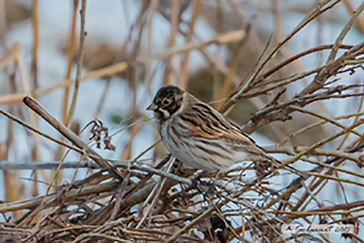 Common reed bunting, Migliarino di palude