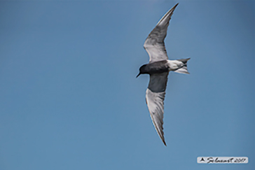 White-winged tern, Mignattino comune