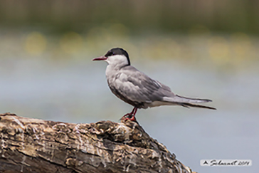 Whiskered tern, Mignattino piombato