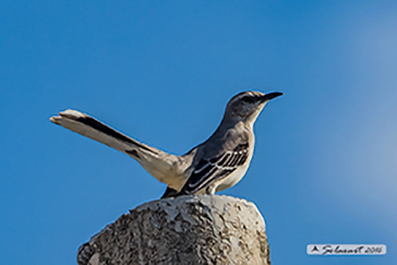 Tropical Mockingbird, Mimo tropicale