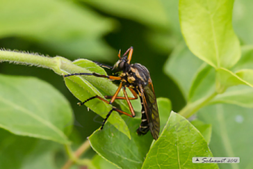 Molobratia teutonus