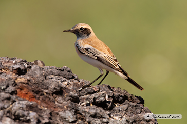 Oenanthe leucura - Monachella del deserto - Desert Wheatear