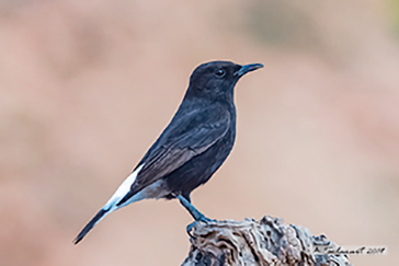 Oenanthe leucura - Monachella nera - Black Wheatear