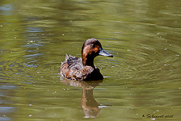 Moretta Tabaccata (Aythya nyroca)