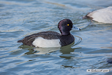 Tufted duck, Moretta