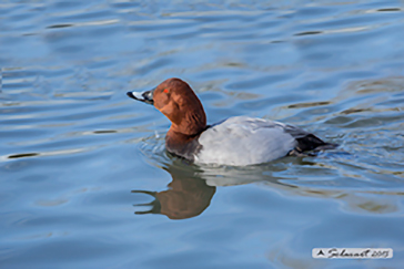 Common Pochard, Moriglione