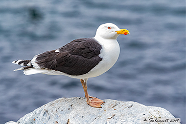 Larus marinus - Mugnaiaccio - Great black-backed gull