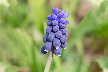 Muscari botryoides - Muscari azzurro