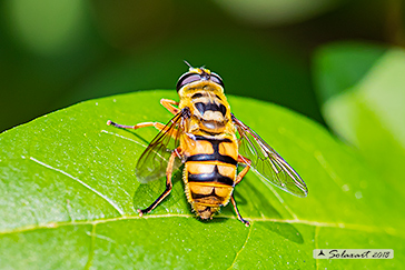 Myathropa florea