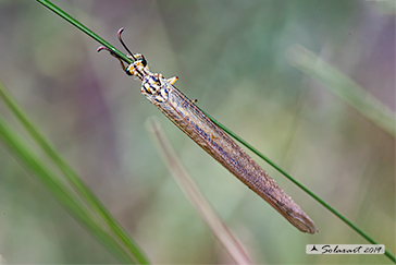 Myrmecaelurus trigrammus