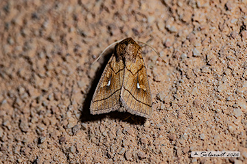 Mythimna conigera - Brown-line bright-eye