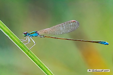 Nehalennia speciosa