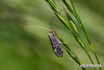 Nematopogon robertella