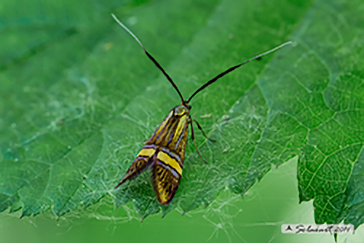 Nemophora degeerella