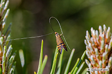 Nemophora ochsenheimerella