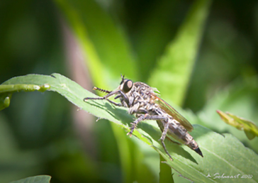 Neoitamus cyanurus 