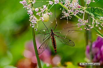 Tiger Cranefly