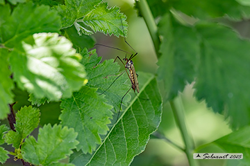 Nephrotoma flavescens