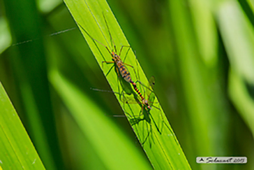 Tiger Cranefly