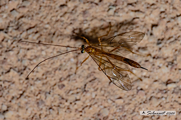 Netelia sp