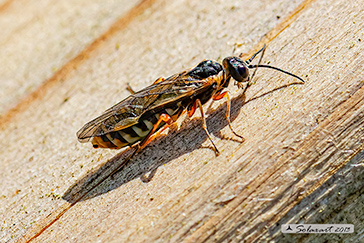Neurotoma nemoralis