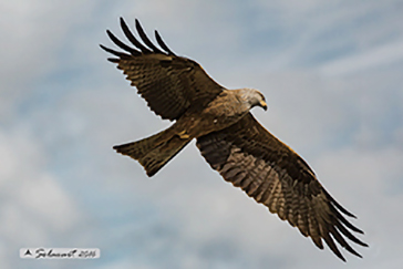 Black Kite, Nibbio bruno