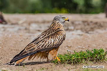 Red kite, Nibbio reale