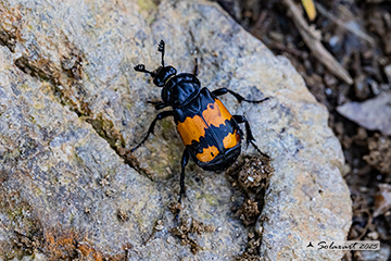Nicrophorus vespilloides