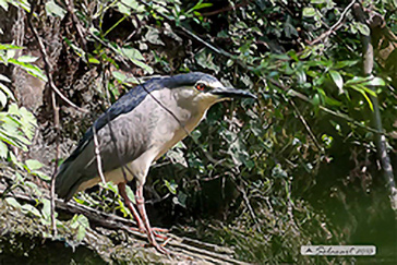 Nitticora (Nycticorax nycticorax)