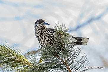 Spotted nutcracker, Nociolaia