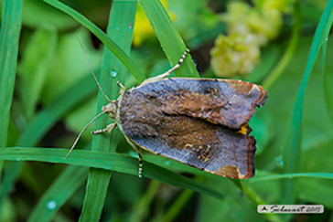 Noctua janthina 