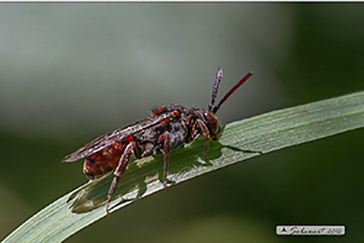 Nomada sp